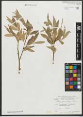 Foto von Salix pycnostachya Andersson